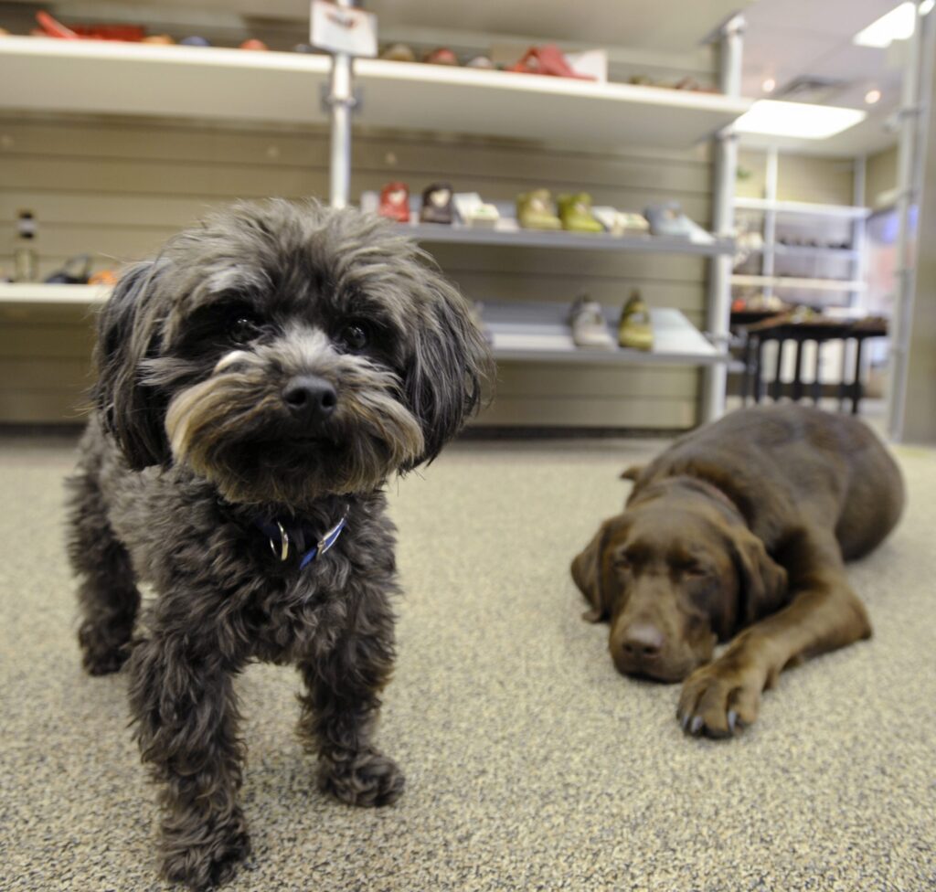 Should pets be allowed in the workplace? RisePEI.News
