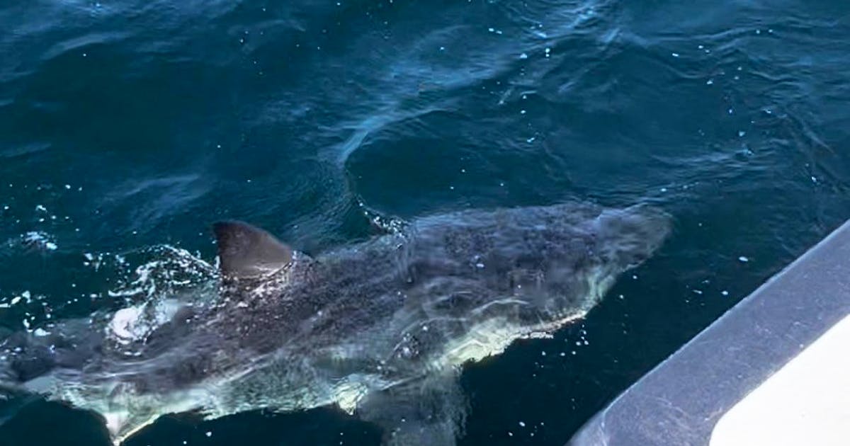 P.e.i. Fisher Spots Great White Shark Killing And Eating A Grey Seal 